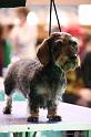 Crufts2011_2 1549